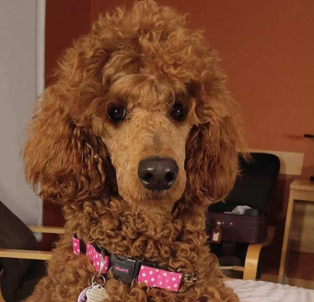 Sage's Show Them You're A Winner (Lucy)