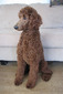 Topnotch's Mighty Samson (Sammy)