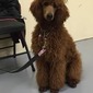 Sherrings Delilah De La Coeur (Red) (Lilah)