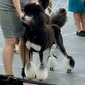 UKC GRCH RBIS Int/NatCH CA RACEA Crystal Creek's Infernal Majesty by Roemer CGG TKI SPOT-ON ICN (Black & Cream) (Valo)