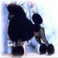 AM.CAN.BIS.CH BISS Averina's Precocious Pete (Black)