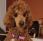 Sage's Show Them You're A Winner (Lucy)