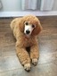 Brilliant's Lady Bella (Bella)