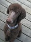 River Song Rosie (Rosie)