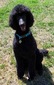 Pookie's I Made You Look (Shadow)