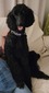 Brilliant's Lucky Lady Lu (Willow)