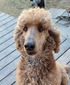 Topnotch's Mighty Samson (Sammy)